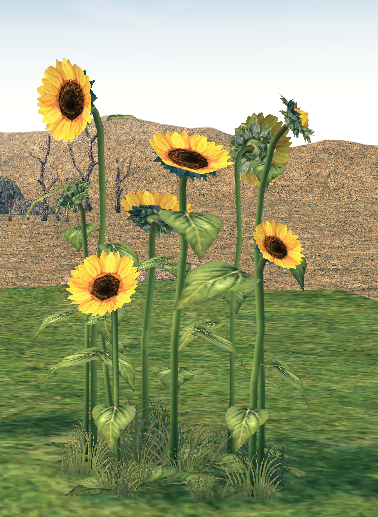 [Image: mabinogi-homestead-large-sunflower-patch.png]
