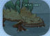 Monsters 5: Right Page Thumb 10